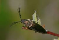 Ctenicera pectinicornis - Щелкун гребнеусый