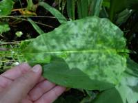 Alisma plantago-aquatica - Частуха подорожниковая (обыкновенная)