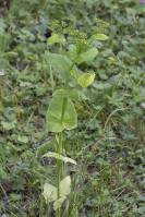 Smyrnium perfoliatum - Смирния пронзённолистная
