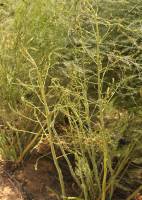 Asparagus officinalis - Спаржа лекарственная