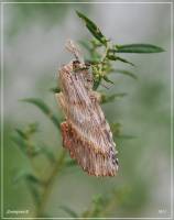 Pterostoma sinica
