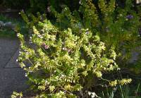 Polygala myrtifolia - Истод миртолистный