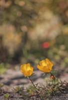 Portulaca grandiflora - Портулак крупноцветковый