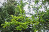 Metasequoia glyptostroboides - Метасеквоя глиптостробовидная