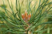 Pinus - Сосна
