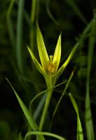 Gagea lutea - Гусиный лук жёлтый