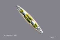 Bacillariophyceae (Heterokontophyta) - Диатомовые водоросли