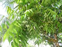 Azadirachta indica - Ним, Ниим, Азадирахта индийская
