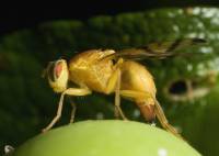 Tephritidae - Пестрокрылки