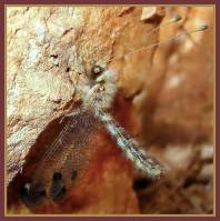 Ascalaphidae - Аскалафы