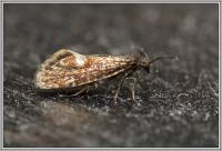 Eriocraniidae - Первичные беззубые моли