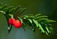 Taxus baccata - Тис ягодный