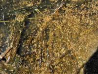 Ostracoda (Arthropoda - Crustacea) - Ракушковые