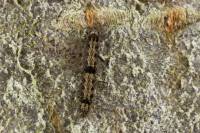 Eilema sororcula - Лишайница золотистая (лишайница-сестрица)