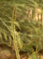 Asparagus officinalis - Спаржа лекарственная