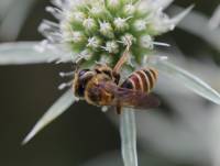 Andrena variabilis