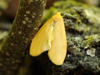 Eilema sororcula - Лишайница золотистая (лишайница-сестрица)