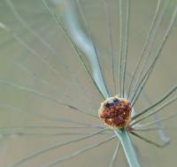 Cyrtarachne ixoides