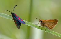 Zygaenidae - Пестрянки