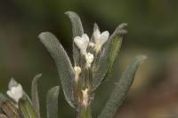 Buglossoides arvensis - Буглоссоидес полевой, Воробейник полевой