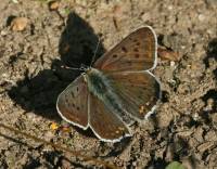 Lycaena tityrus - Червонец бурый (титир, чернопятнистый)