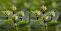Euphorbia pilosa - Молочай волосистый