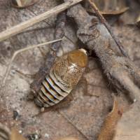 Blattidae - Тараканы