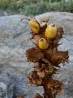 Orobanche gracilis - Заразиха тонкая