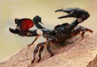 Pandinus cavimanus - Красноклешневый скорпион
