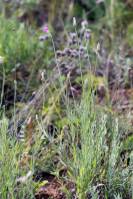 Centaurea trinervia - Василек трёхжилковый