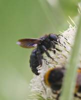 Xylocopa violacea - Пчела-плотник фиолетовая