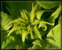 Helianthus annuus - Подсолнечник однолетний