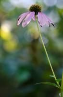 Echinacea purpurea - Эхинацея пурпурная