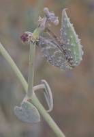 Pergularia tomentosa - Пергулярия войлочная