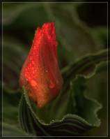 Tulipa - Тюльпан