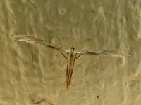 Pterophoridae - Пальцекрылки