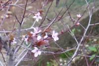 Prunus cerasifera subsp. pissartii - Слива Писсарда