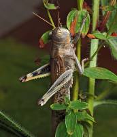 Locusta migratoria - Саранча азиатская (перелетная)