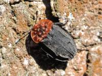 Oiceoptoma thoracicum - Мертвоед красногрудый