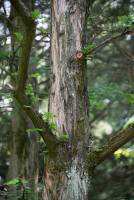 Metasequoia glyptostroboides - Метасеквоя глиптостробовидная