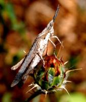 Pyrgomorphidae - Остроголовки