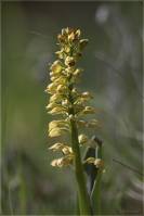 Orchis punctulata - Ятрышник мелкоточечный