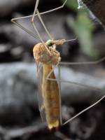 Tipulidae - Долгоножки