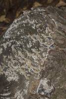 Auricularia mesenterica - Аурикулярия извилистая