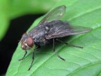 Calliphora vicina - Синяя мясная муха