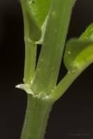 Mercurialis annua - Пролесник однолетний