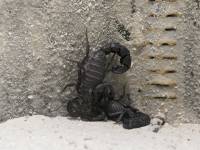 Androctonus mauritanicus - Мавританский толстохвостый скорпион