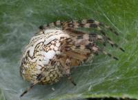 Немного беременная самка паука крестовика