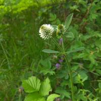 Trifolium montanum - Клевер горный, или белоголовка