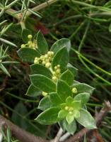 Rubia tenuifolia - Марена тонколистная